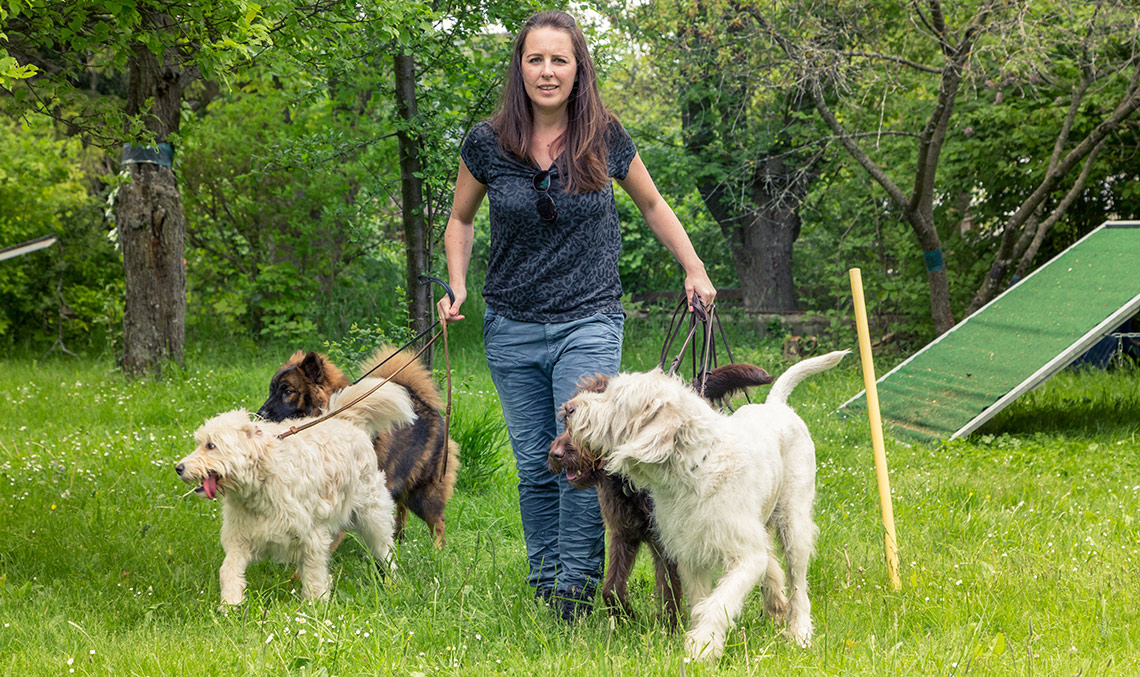 mobile Hundeschule